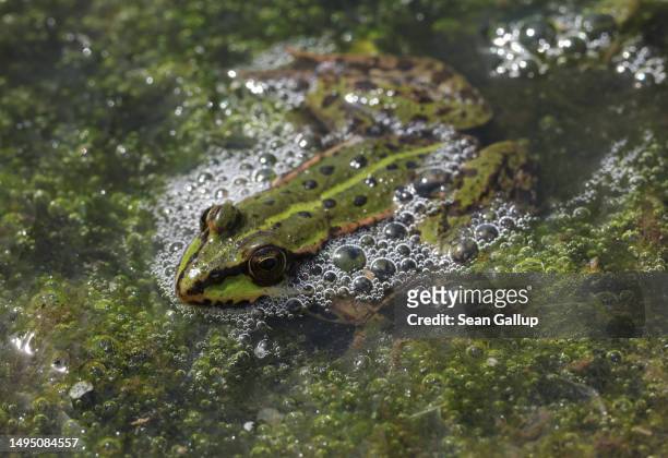 Water frog lies in the marsh of an approximately 300 hectares rewetted portion of the Sernitzmoor peatland on May 31, 2023 near Greiffenberg,...