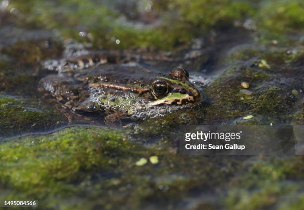 Water frog lies in the marsh of an approximately 300 hectares rewetted portion of the Sernitzmoor peatland on May 31, 2023 near Greiffenberg,...