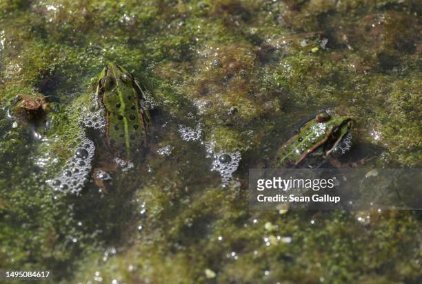 Water frogs lie in the marsh of an approximately 300 hectares rewetted portion of the Sernitzmoor peatland on May 31, 2023 near Greiffenberg,...