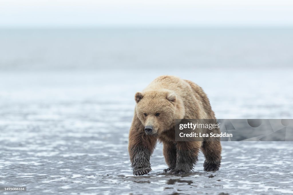 Bear on the mud flats