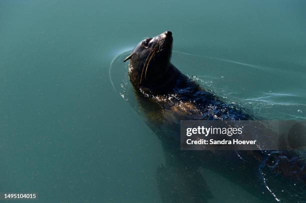 seals in the wild of namibia - cape fur seal stock pictures, royalty-free photos & images