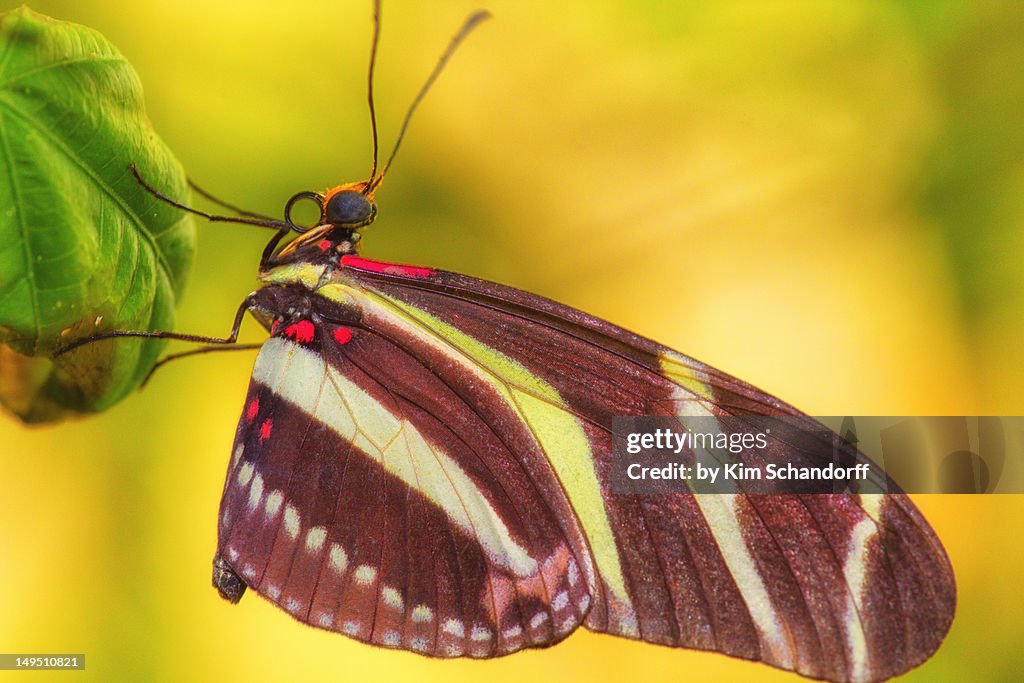 Butterfly on leaf