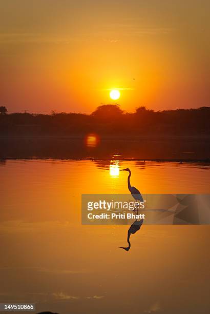 stork wading through village pond - priti bhatt stock pictures, royalty-free photos & images