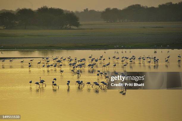 in the lap of nature - priti bhatt stock-fotos und bilder