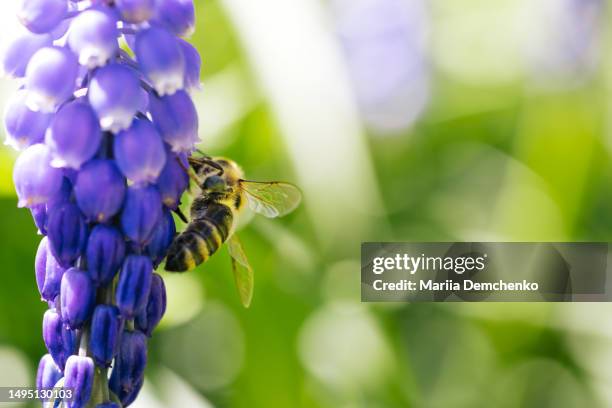 blue violet muscari flower with bee collecting pollen. grape hyacinth - muscari armeniacum stock-fotos und bilder