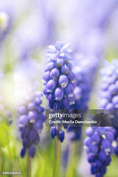 blue violet muscari flowers. grape hyacinth - muscari armeniacum stock-fotos und bilder