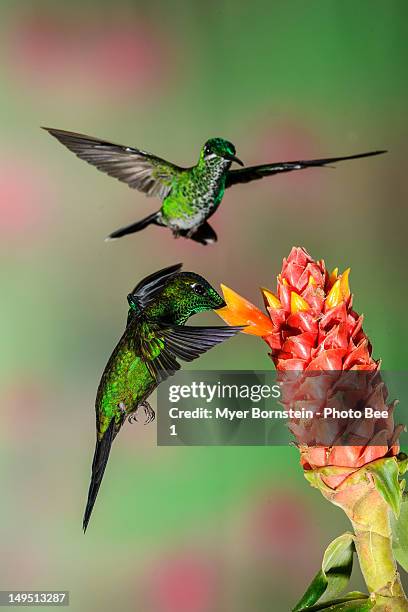 Costa Rican Hummingbirds High-Res Stock Photo