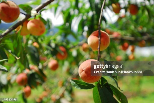 peach orchards - peach orchard stock pictures, royalty-free photos & images