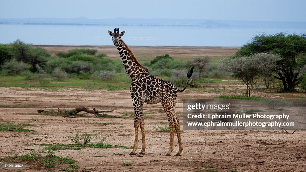 Lake Manyara