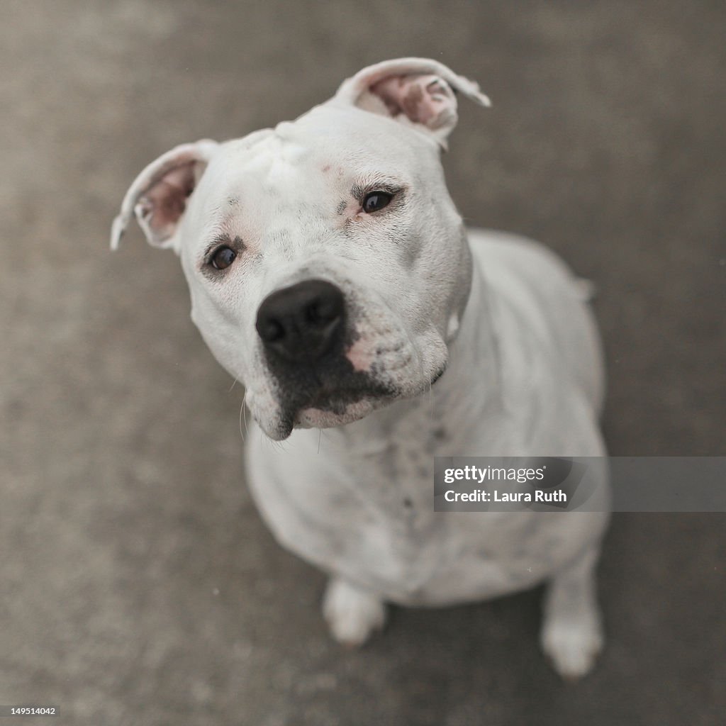 White Pit Bull Sitting