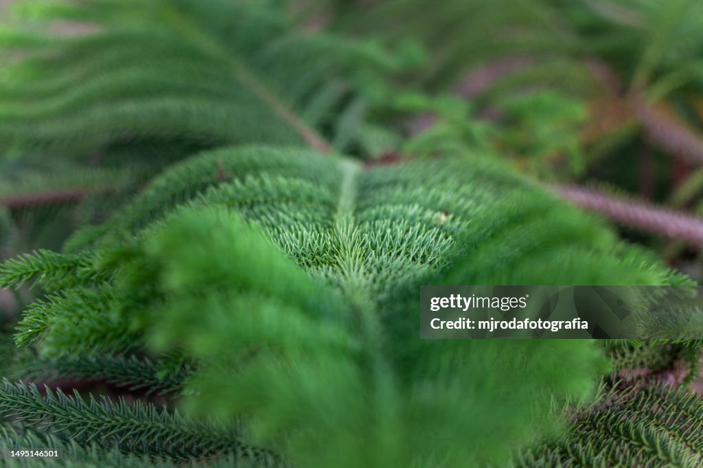 Araucaria heterophylla. Fir tree