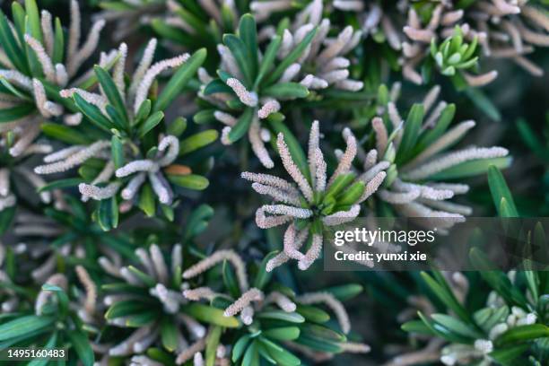 pine tree blossoms. - pinetree garden seeds stock pictures, royalty-free photos & images