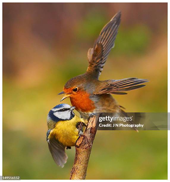 blue tit and robin - blaumeise stock-fotos und bilder