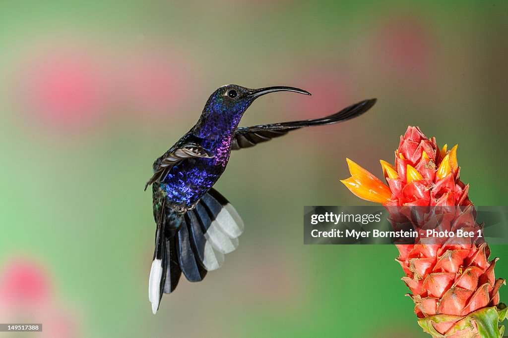 Violet Sabrewing