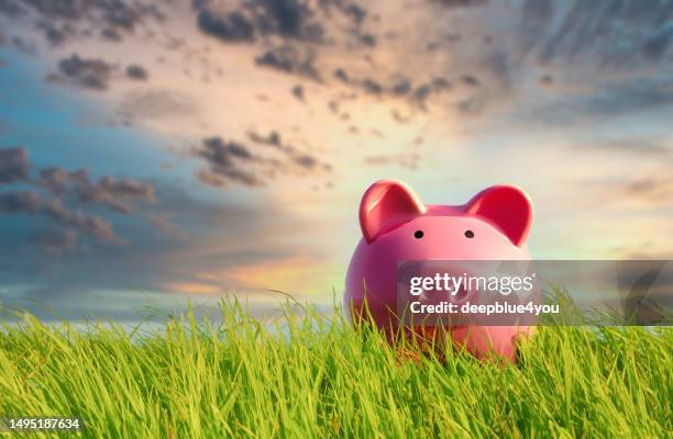 piggy bank in the green grass at sunset - piggy bank stock pictures, royalty-free photos & images
