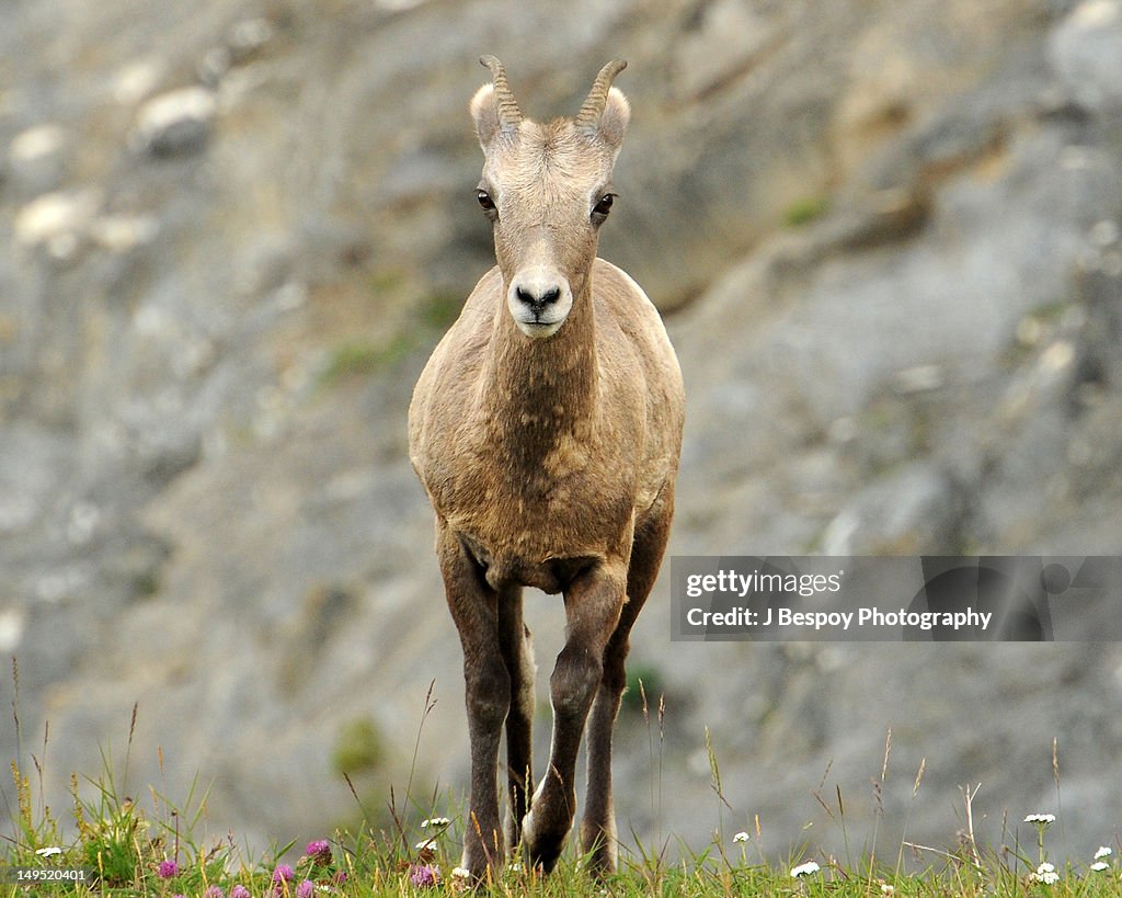 Female Bighorn sheep
