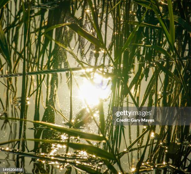 sunlight on the river with grass and reeds - reed grass family stock pictures, royalty-free photos & images