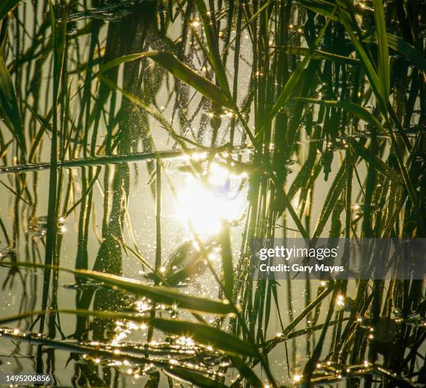 sunlight on the river with grass and reeds - vass gräsfamiljen bildbanksfoton och bilder