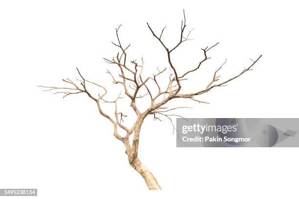 dead tree isolated on a white background, clipping path - kale boom stockfoto's en -beelden