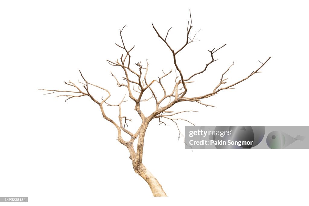 Dead tree isolated on a white background, clipping path