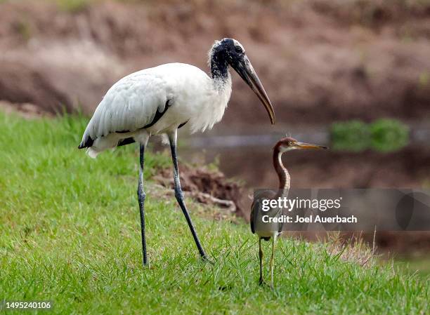 wood stork at the wakodahatchee wetlands - wood stork stock pictures, royalty-free photos & images