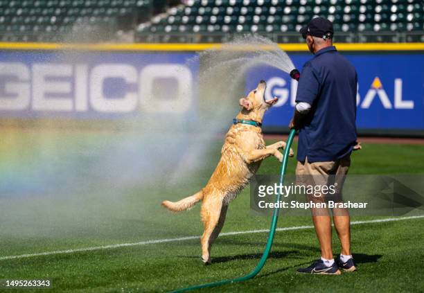 Tucker, the Seattle Mariners clubhouse dog plays with a groundskeeper after a game between the Pittsburgh Pirates and the Seattle Mariners at...