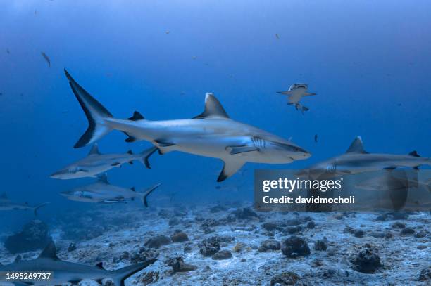 reef sharks - blacktip reef shark stock-fotos und bilder