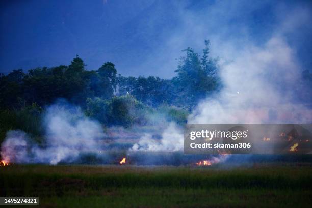 Polluted Rice Farm 2,455 Rice Plains Stock Photos, High-Res Pictures, and Images - Getty ...