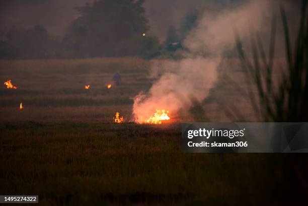 Polluted Rice Farm Rice Mask Photos and Premium High Res Pictures - Getty Images