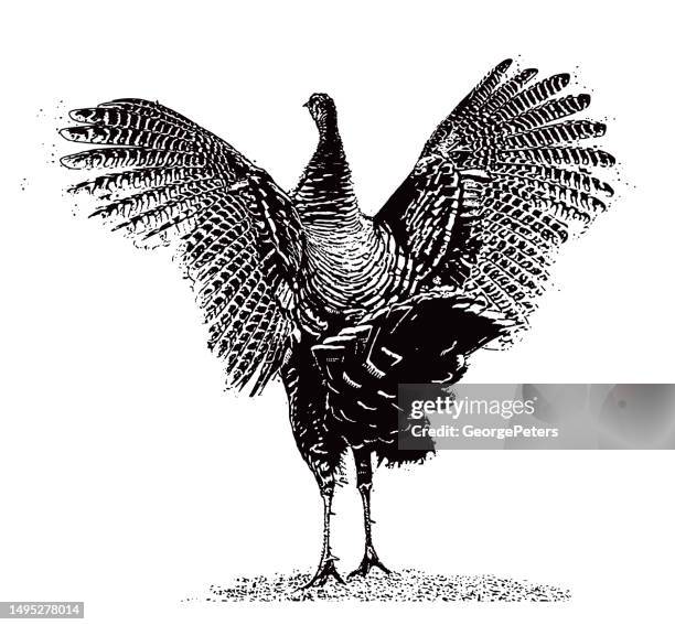 wild turkey strutting - wild turkey stock illustrations
