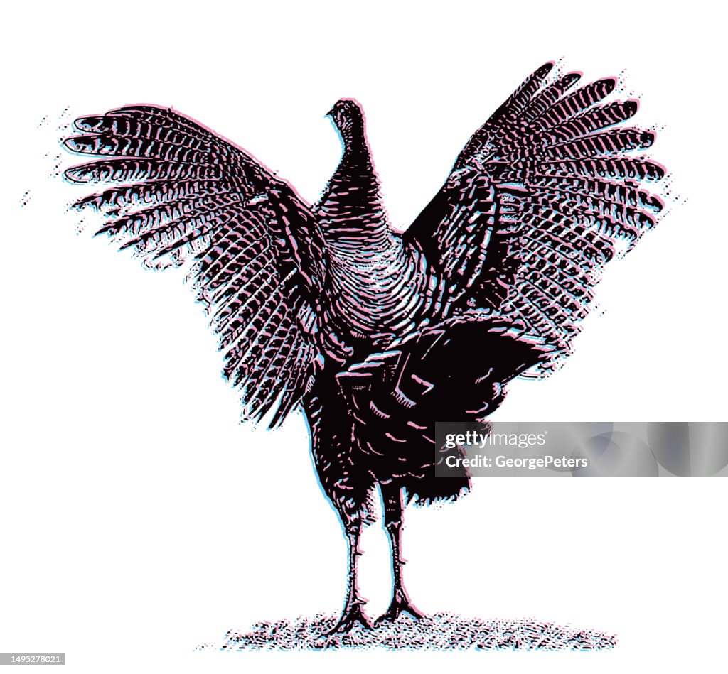 Wild Turkey Strutting with Glitch Technique