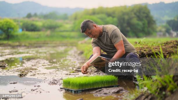 female farmer using digital tablet in rice farming field - environmental conservation technology stock pictures, royalty-free photos & images