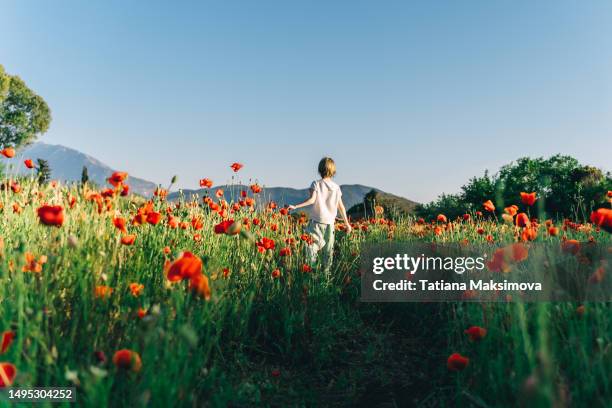 6-years old boy in white t-shirt has a fun in a poppies field on sunset light. - poppy flower bildbanksfoton och bilder