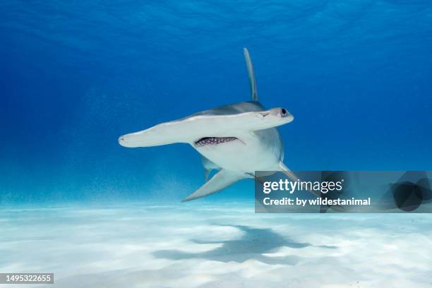 great hammerhead shark in shallow clear blue water. - bimini photos et images de collection