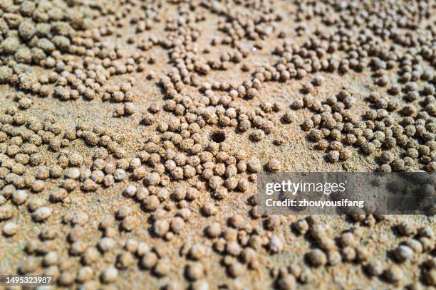 the sand balls on the beachfront beach - krabbe stock-fotos und bilder