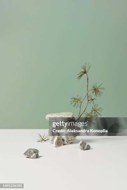 organic showcase with gray and white stone podium and pine branches on white and mint green background with copy space. - solid perfume stock pictures, royalty-free photos & images