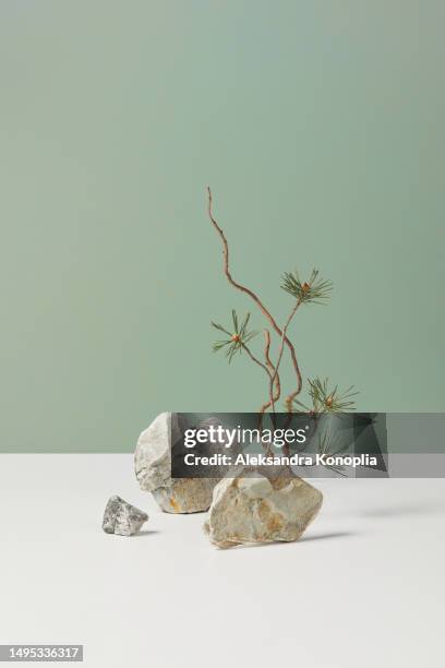 abstract minimal nature still life composition - white stones with curvy pine tree branches on white and mint green background. copy space, front view. - wabi sabi 個照片及圖片檔