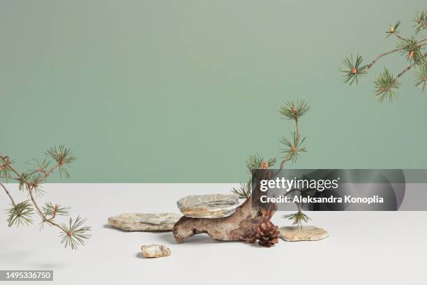 organic showcase with gray and white stone podium and pine branches on white and mint green background with copy space. - zen background stock pictures, royalty-free photos & images