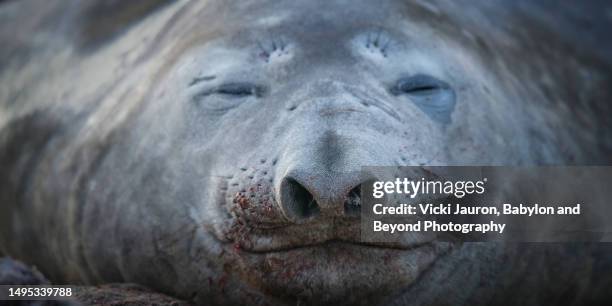 cute sleeping elephant seal face to face at sea lion island, falkland islands - big nose 個照片及圖片檔