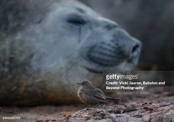 little bird posing in front of elephant seal at sea lion island, falkland islands - bird island falkland islands stock pictures, royalty-free photos & images