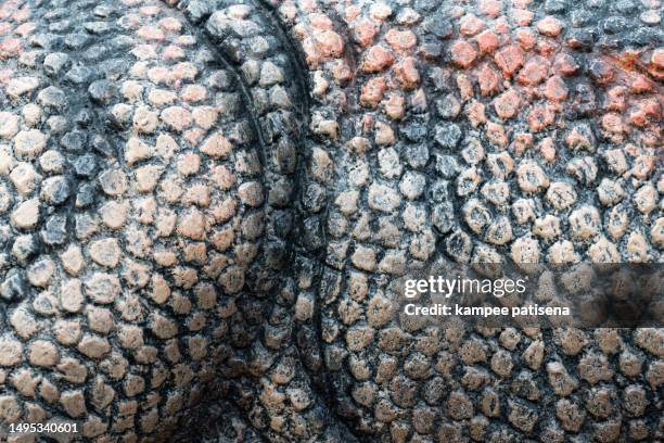 close-up of texture pattern cement background - dinosaur background stock pictures, royalty-free photos & images