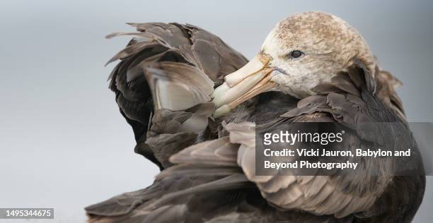 beautiful giant petrel bird preening on sea lion island, falkland islands - bird island falkland islands stock pictures, royalty-free photos & images