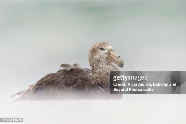 close up of giant petrel bird on the beach at sea lion island, falkland islands - bird island falkland islands stock pictures, royalty-free photos & images