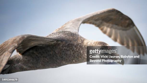 close up of giant petrel bird flying by on sea lion island - bird island falkland islands stock pictures, royalty-free photos & images