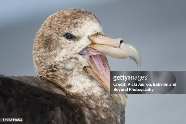 extreme close up of giant petrel bird with mouth open on sea lion island, falkland islands - bird island falkland islands stock pictures, royalty-free photos & images