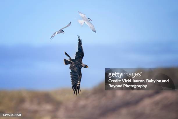 amazing arctic terns chasing away a striated caracara bird on sea lion island, falkland islands - bird island falkland islands stock pictures, royalty-free photos & images
