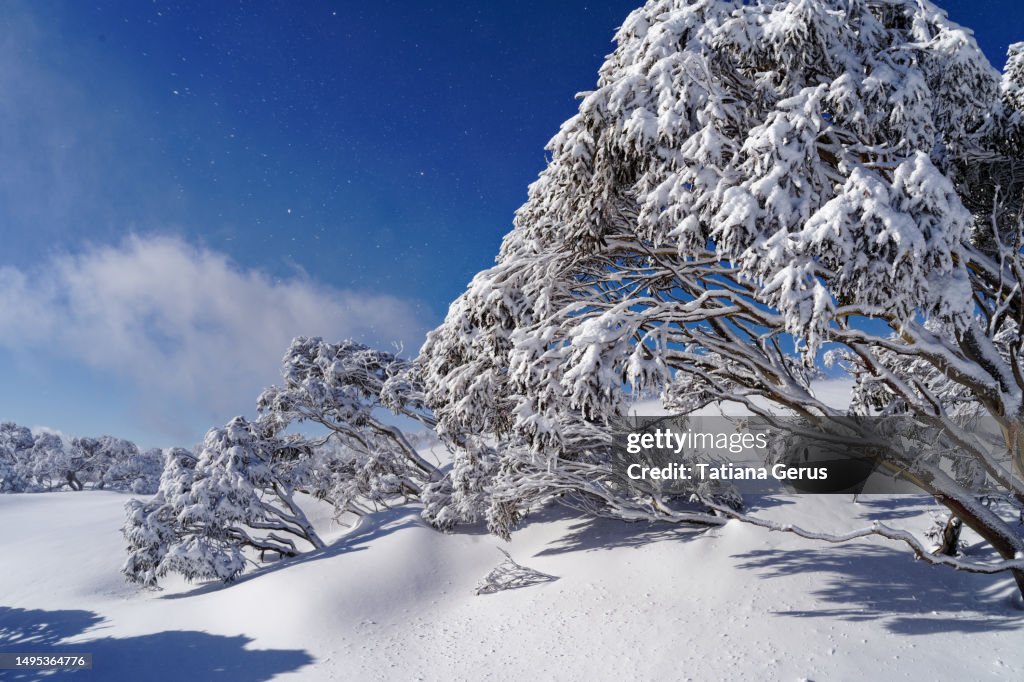 Snow gums