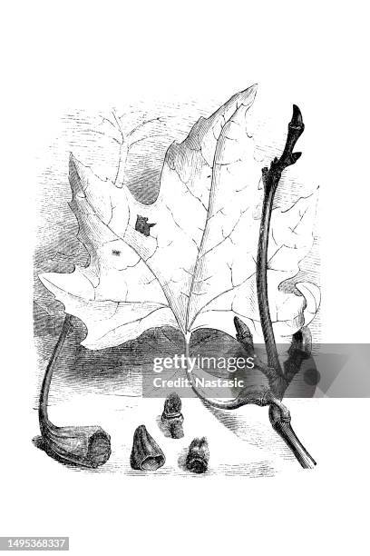 ilustrações de stock, clip art, desenhos animados e ícones de the falling of the leaves - água forte