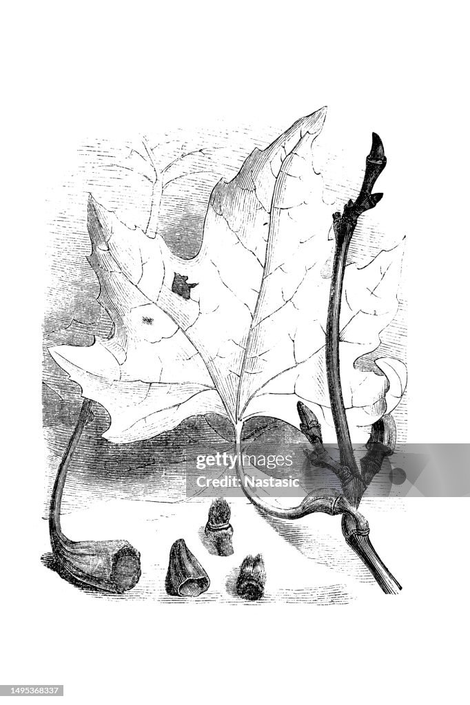 The falling of the leaves