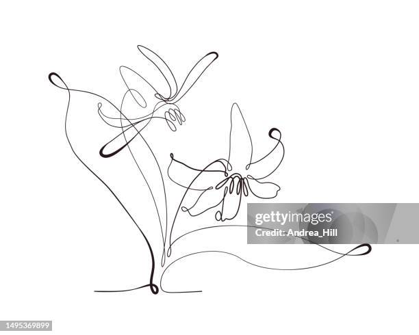 ilustrações de stock, clip art, desenhos animados e ícones de trout lily flower continuous line drawing with varying width editable stroke - lírio